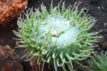 How to Tell if Your Anemone Is Dead