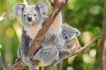 How Does a Mother Koala Carry Her Baby?