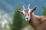 How to Feed Goats Whole Sunflower Seeds