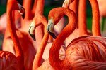 What Animals Eat Flamingos?