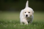 Top 10 Cutest Golden Retrievers