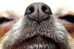 How to Make a Homemade Dog Muzzle