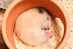 List of Animals Who Hibernate