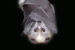 How to Identify Bat Droppings