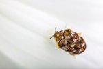 What Are Little Black Bugs With White Stripes?