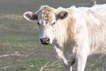 How to Treat Lice in Cattle