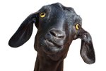 Goat Urinary Tract Infection