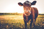 Ringworm Treatments for Cattle