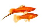 The Difference in Male & Female Swordtail Fish