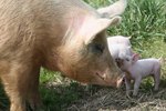 How a Mother Pig Takes Care of Her Piglets