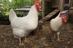 How to Raise White Leghorn Chickens