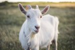 Joint Pain Relief for Goats