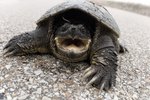 What Can You Do if You Get Bit by a Snapping Turtle?
