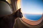 What Airlines Take Dogs in the Cargo Area? | USA Today