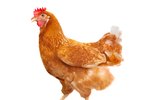 Florida Chicken Laws