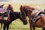 How to Build a Pack Saddle