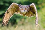How to Keep Large Predatory Birds & Owls Away From Chickens