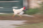 How Fast Does a Chicken Run?