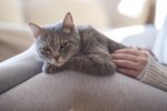 Helping Your Cat Heal From a Tail Amputation