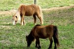 How to Potty Train a Miniature Horse