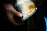 How to Heal Hoof Rot in Horses