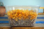 How to Grow a Wax Worm Farm