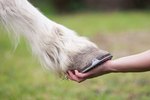 How to Treat a Sprained Ankle in a Horse