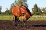Epsom Salt Poultices for Horses