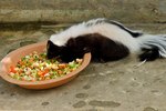 Foods That Skunks Eat