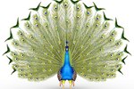 How Do Peacocks Protect Themselves?