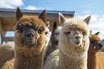 Why Do People Raise Llamas?