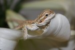 How to Tame Baby Bearded Dragons