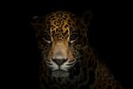 Baby Jaguar Information