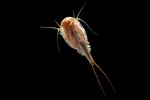 How to Breed Triops