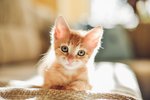 Smitten by Kittens? Learn the Care Basics