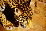 Big Cats That You Can Own As House Pets