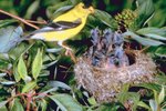 How to Make a Nest for a Finch