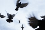 How to Stop Hawk Attacks on Pigeons