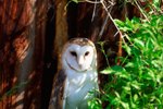 How to to Make Nesting Boxes for Owls