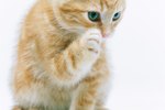 The Best Flea Drops for Cats