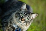 How to Fix Matted Hair on an Old Cat