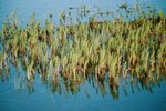 How to Kill Cattails Without Killing Fish