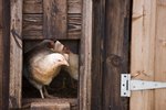 What to Give a Pet Chicken if It Stopped Eating