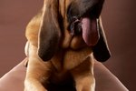 What Causes Bloodhounds to Attack?