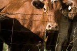 How to Feed Beef Calves