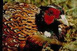How to Raise Pheasants on a Small Farm