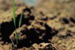 Types of Camouflage Toads