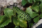 How to Identify Caterpillars in Texas