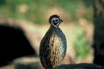 How to Build a Quail Callback Cage