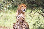 How to Raise a Cheetah